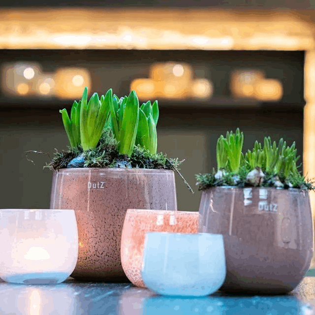 The Mouthblown Glass POT Collection - by DutZ - PN Home
