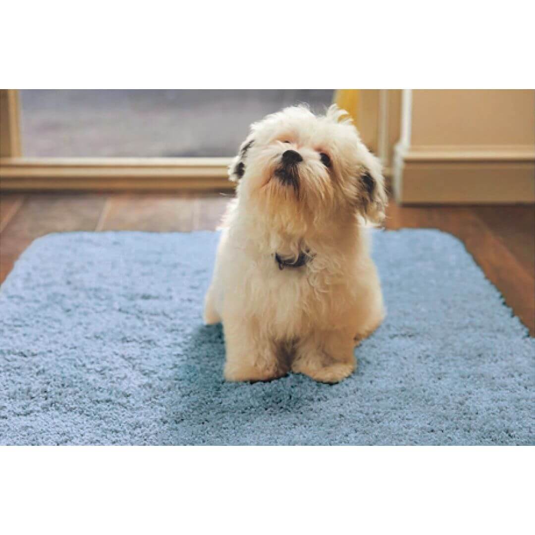Washable Blue Shaggy Rug - PN Home