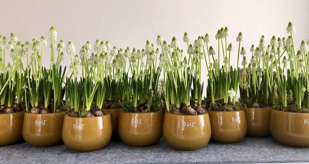 The Mouthblown Glass POT Collection - by DutZ - PN Home