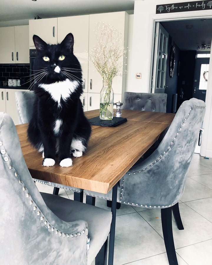 Black and white cat sitting on a wooden dining table with light grey Windsor velvet chairs
